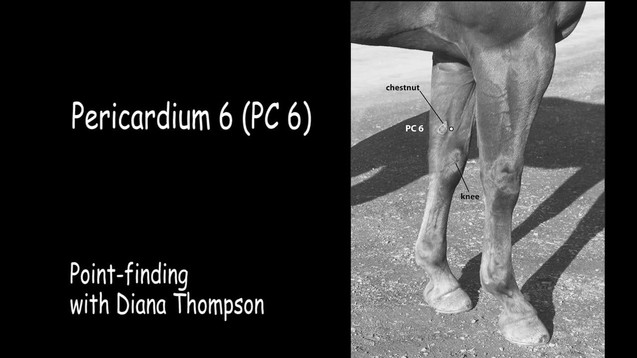 Video: Pericardium 6 — Point-finding and Acupressure Session with Diana Thompson and King